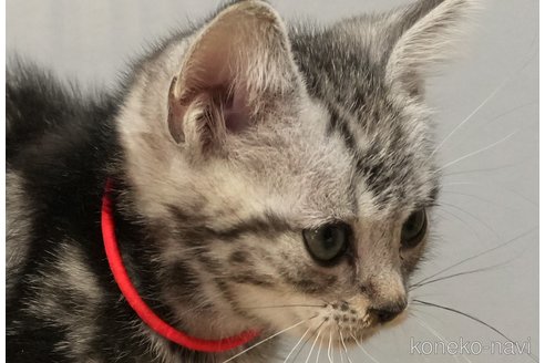 成約済の埼玉県のアメリカンショートヘア-102344の1枚目