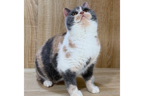 成約済の大阪府のブリティッシュショートヘア-98833の3枚目