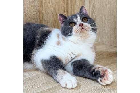 成約済の大阪府のブリティッシュショートヘア-98833の8枚目