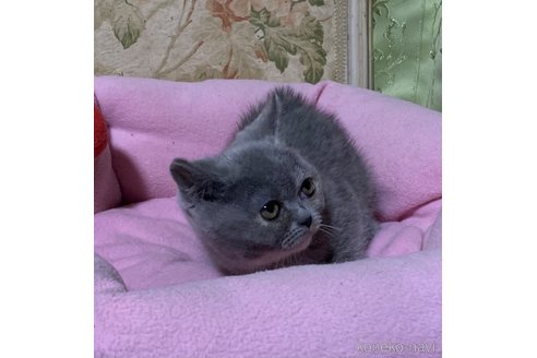 販売中の神奈川県のスコティッシュフォールド-106855の6枚目