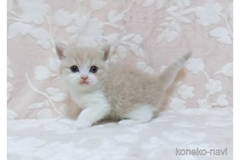 成約済の鹿児島県のスコティッシュフォールド-106860の2枚目