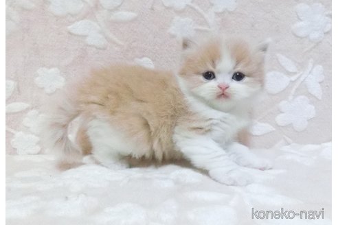 販売中の鹿児島県のスコティッシュフォールド-106861の2枚目