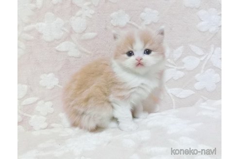 販売中の鹿児島県のスコティッシュフォールド-106861の3枚目