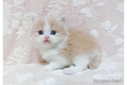 販売中の鹿児島県のスコティッシュフォールド-106861の4枚目
