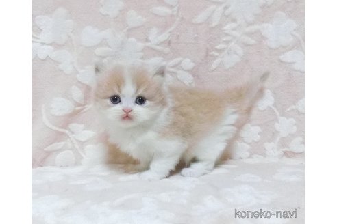 販売中の鹿児島県のスコティッシュフォールド-106861の5枚目