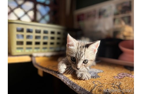 成約済の千葉県のアメリカンショートヘア-104209の3枚目