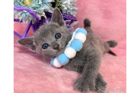 成約済の千葉県のロシアンブルー-106866の6枚目