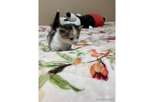 成約済の岡山県のマンチカン-106881の3枚目