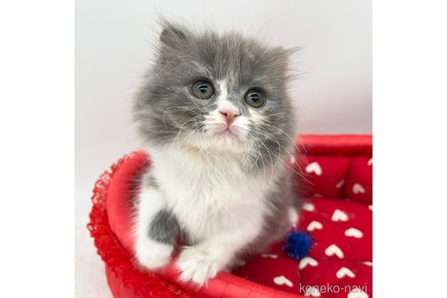 成約済の愛知県のスコティッシュフォールド(折れ耳)-106888