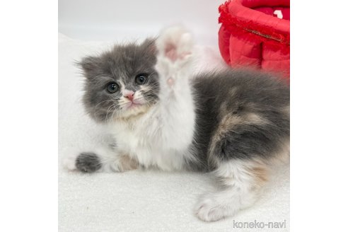 成約済の愛知県のスコティッシュフォールド(折れ耳)-106888の3枚目