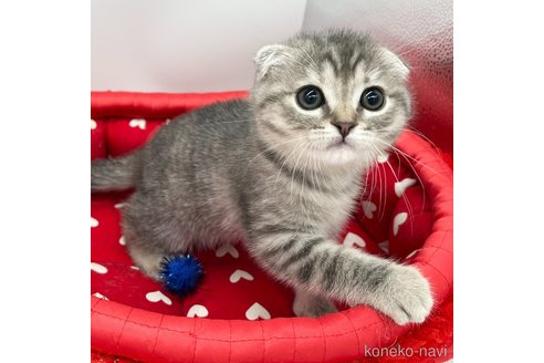 成約済の愛知県のスコティッシュフォールド(折れ耳)-106889の2枚目