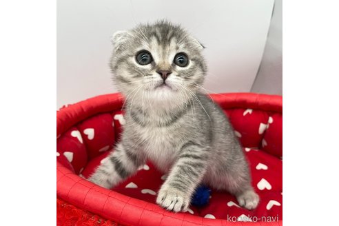 成約済の愛知県のスコティッシュフォールド(折れ耳)-106889の3枚目
