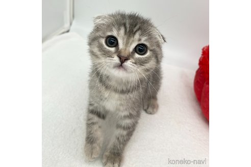 成約済の愛知県のスコティッシュフォールド(折れ耳)-106889の1枚目