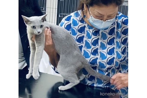 成約済の埼玉県のロシアンブルー-106303の8枚目