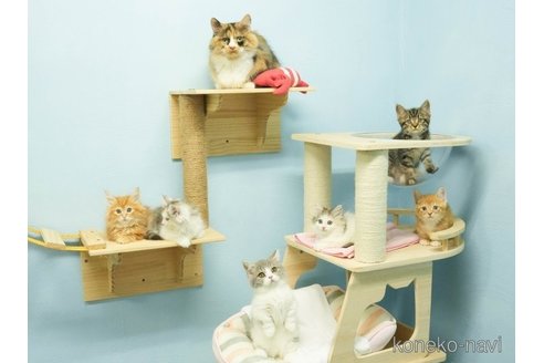 成約済の千葉県のミヌエット-100422の2枚目