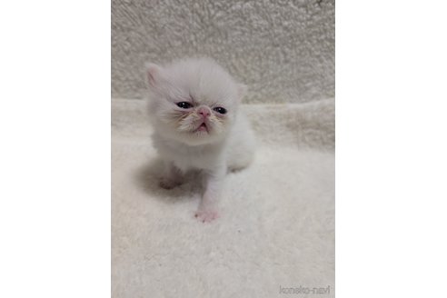 成約済の熊本県のエキゾチックショートヘア-107345の11枚目