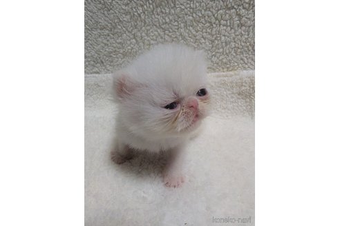 成約済の熊本県のエキゾチックショートヘア-107345の10枚目