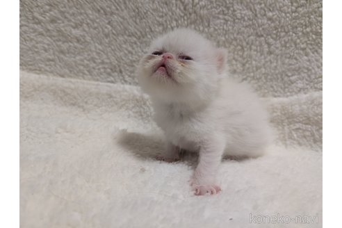 成約済の熊本県のエキゾチックショートヘア-107345の9枚目