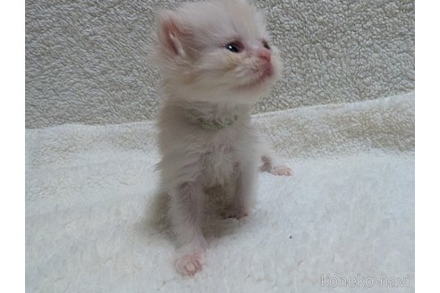 成約済の熊本県のエキゾチックショートヘア-107346の19枚目