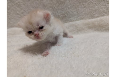 成約済の熊本県のエキゾチックショートヘア-107346の18枚目