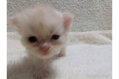 成約済の熊本県のエキゾチックショートヘア-107346の17枚目