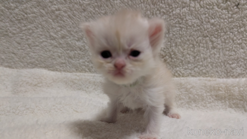 成約済の熊本県のエキゾチックショートヘア-107346の15枚目