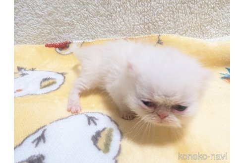 成約済の熊本県のエキゾチックショートヘア-107344の15枚目