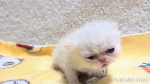 成約済の熊本県のエキゾチックショートヘア-107344の17枚目