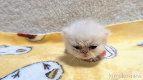成約済の熊本県のエキゾチックショートヘア-107344の14枚目