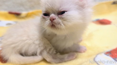 成約済の熊本県のエキゾチックショートヘア-107344の13枚目