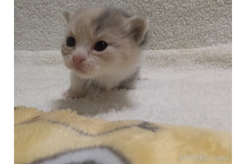 成約済の熊本県のマンチカン(短足)-107343の19枚目