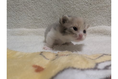 成約済の熊本県のマンチカン(短足)-107343の16枚目