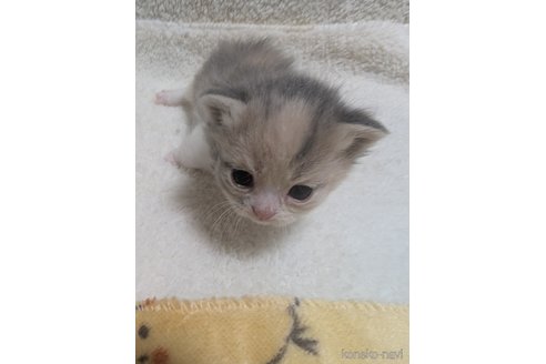 成約済の熊本県のマンチカン(短足)-107343の14枚目