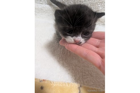 成約済の熊本県のマンチカン(短足)-107342の16枚目