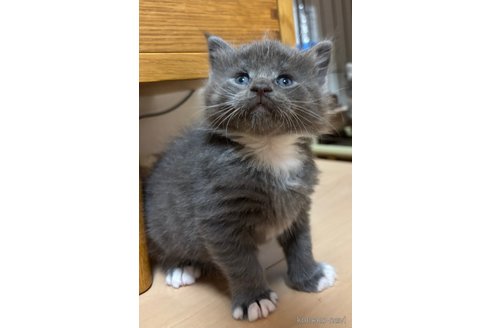 成約済の大阪府のメインクーン-106943の4枚目