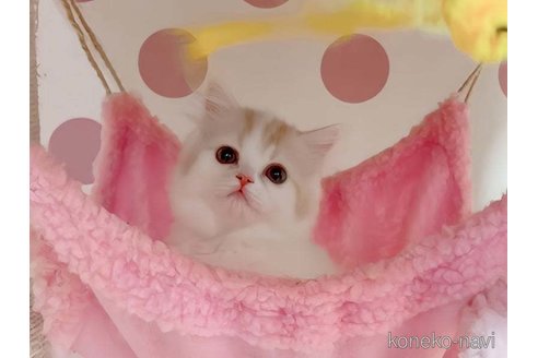 成約済の愛媛県のスコティッシュフォールド-106945の2枚目