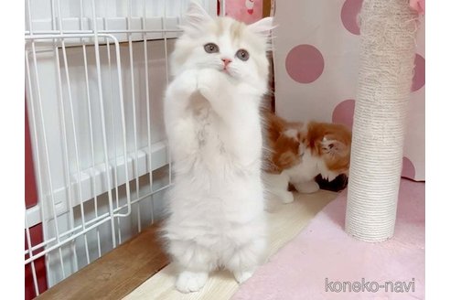 成約済の愛媛県のスコティッシュフォールド-106945の5枚目