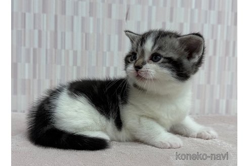 成約済の千葉県のアメリカンショートヘア-106949の2枚目