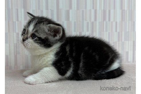 成約済の千葉県のアメリカンショートヘア-106949の3枚目