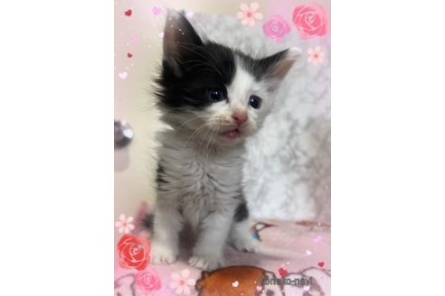 成約済の長野県のノルウェージャンフォレストキャット-105264の5枚目