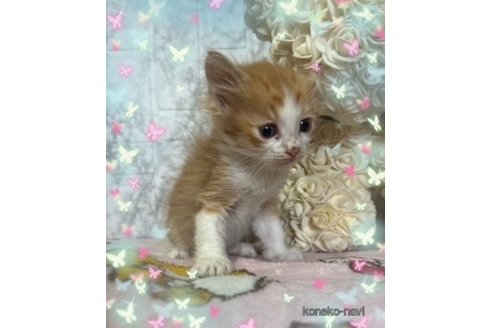 成約済の長野県のノルウェージャンフォレストキャット-105288の2枚目