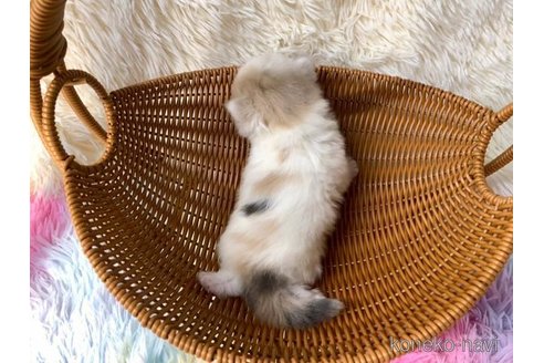 成約済の大阪府のスコティッシュフォールド-106956の4枚目