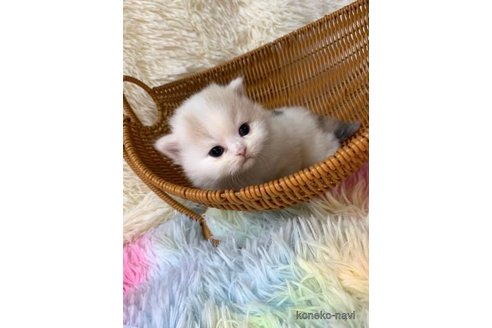 成約済の大阪府のスコティッシュフォールド-106956の5枚目