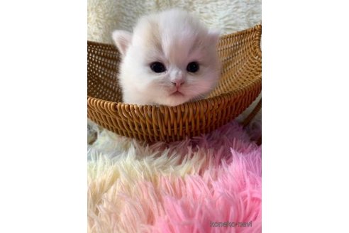 成約済の大阪府のスコティッシュフォールド-106956の6枚目