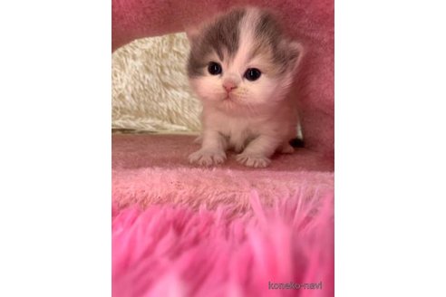 成約済の大阪府のスコティッシュフォールド-106957の3枚目