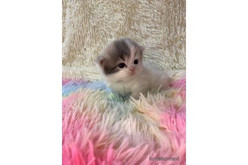 成約済の大阪府のスコティッシュフォールド-106957の4枚目