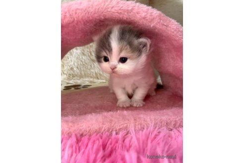 成約済の大阪府のスコティッシュフォールド-106957の5枚目