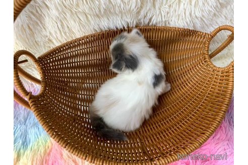 成約済の大阪府のスコティッシュフォールド-106957の6枚目