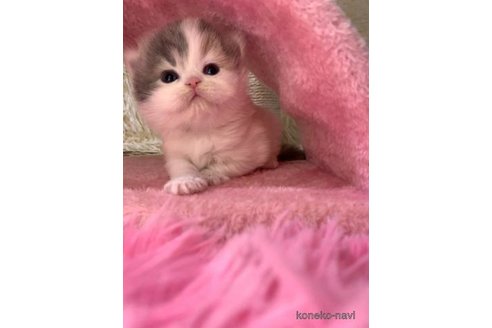 成約済の大阪府のスコティッシュフォールド-106957の2枚目