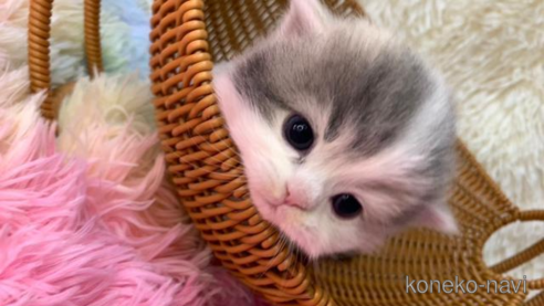 成約済の大阪府のスコティッシュフォールド-106957